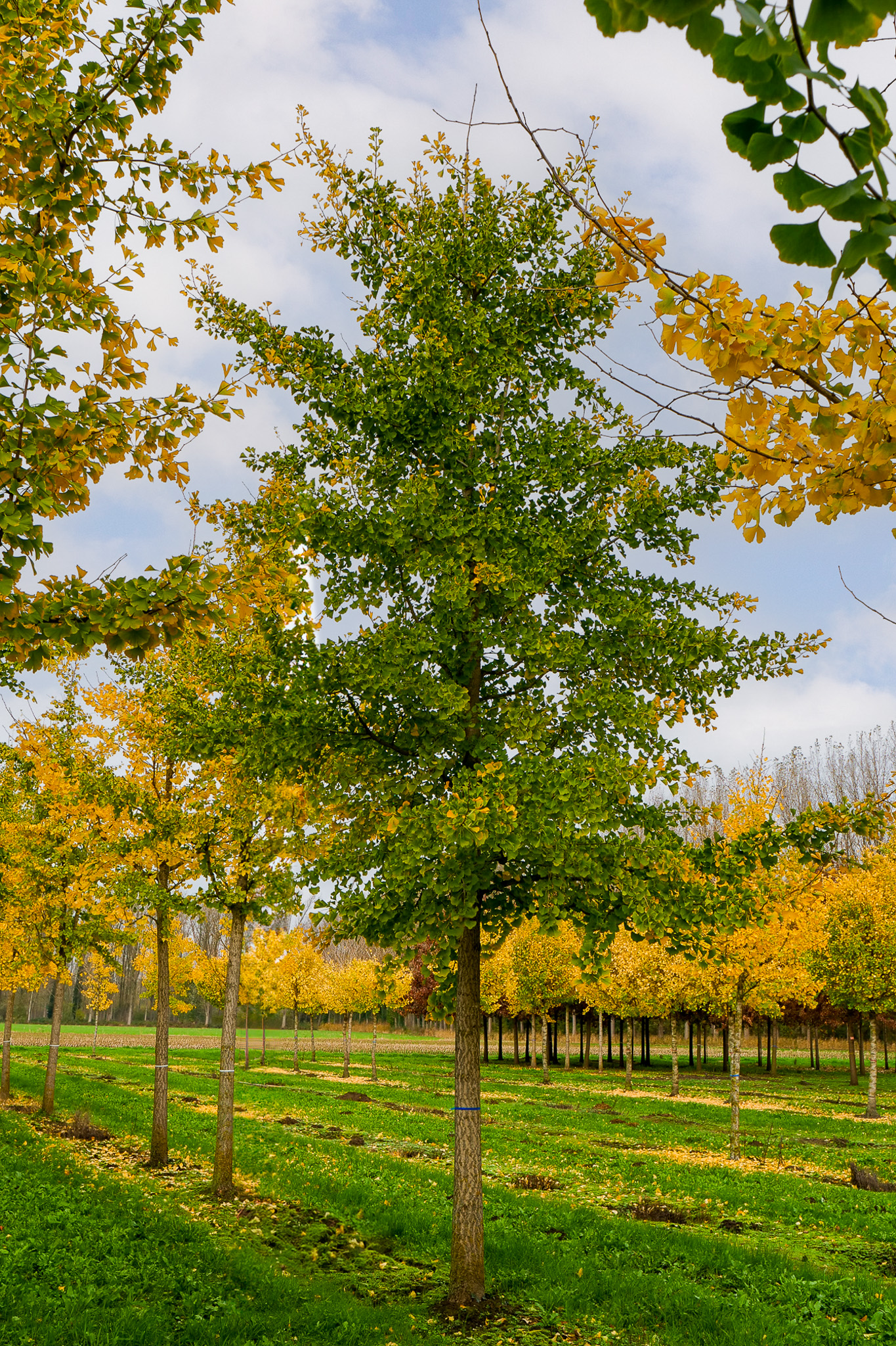 Ginkgo Biloba Maidenhair Tree Van Den Berk Nurseries Ginkgo Biloba Maidenhair Tree Van Den Berk Nurseries